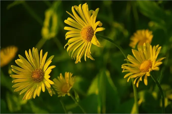 cremation service in Nashua, NH
