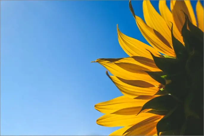 cremation service Boston, MA